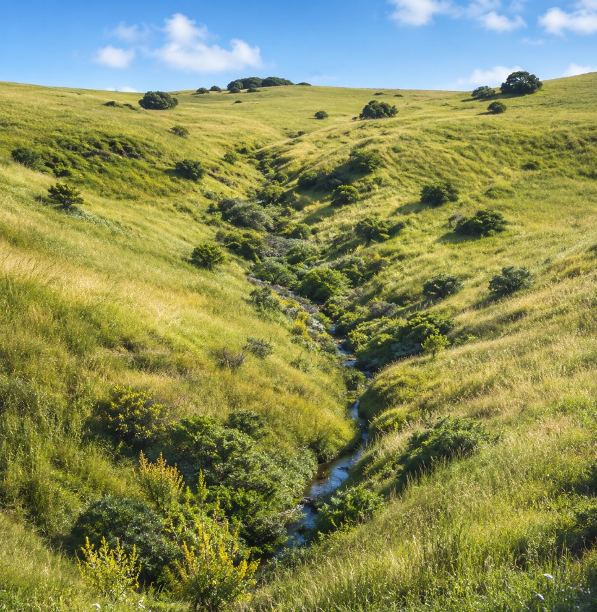 Southern California riparian corridor and seasonal stream beside a project site