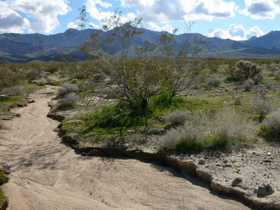 Participants delineating a California dryland stream channel with an instructor