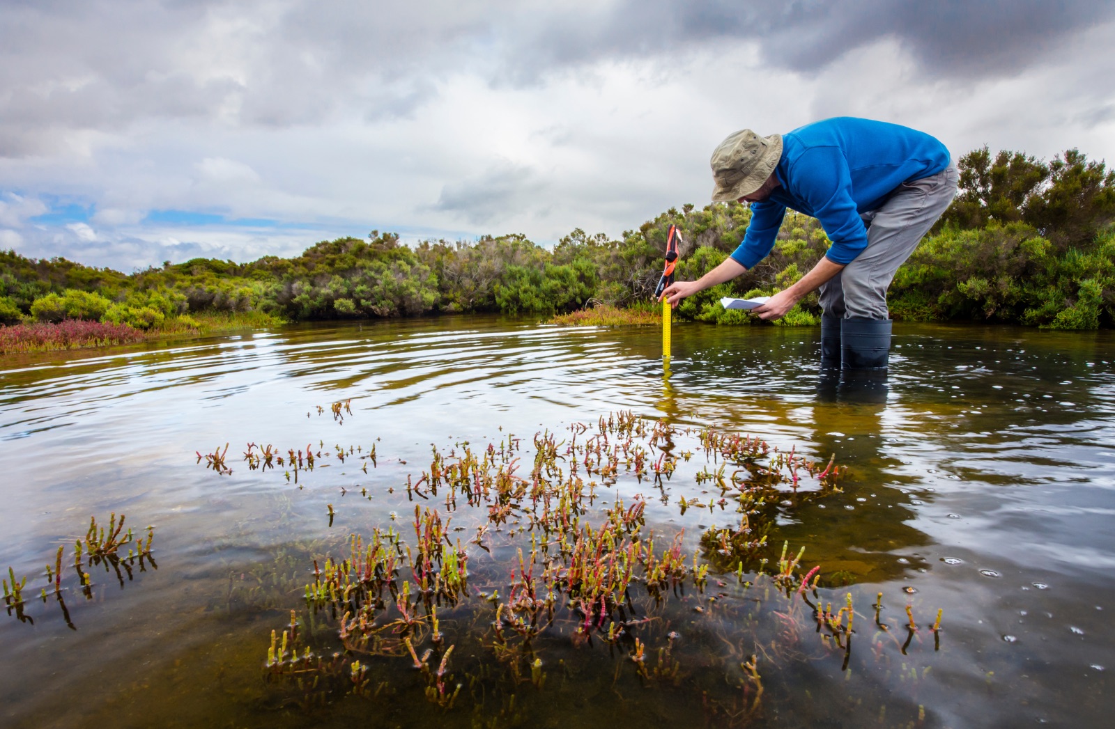Field researcher measuring wetland vegetation in shallow water